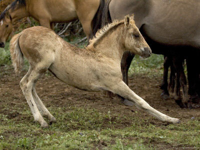 wild-baby-horse-stretching