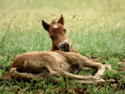 Baby Foals