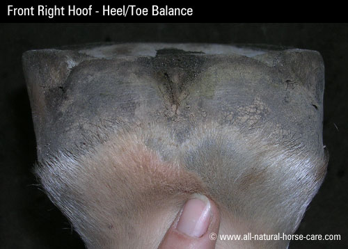 front-left-hoof-heel-toe.gif