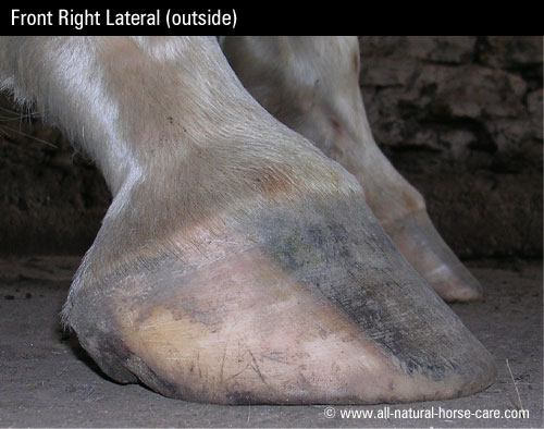 front-left-hoof-lateral.gif