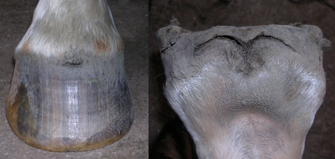 how to treat a hoof abscess in cattle