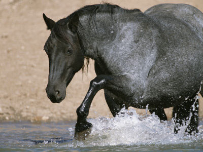 Young Mustang Stallion Splashing in Water to Cool Off mustanginwater