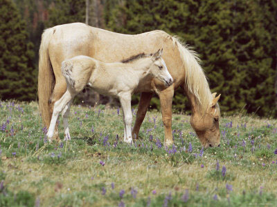 Baby Horses Pictures on Baby Horses   Cool Photos Of Wild Horse Foals