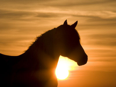 wild-horse-sunset.gif
