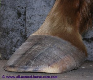 Horse Hoof Anatomy revealed via Dissection Photos
