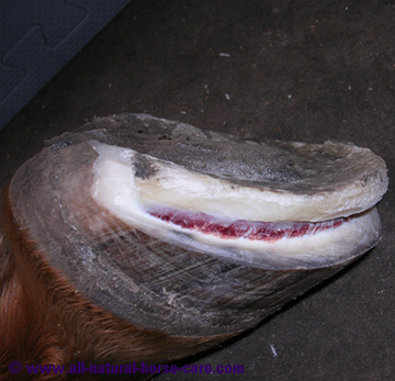 Horse Hoof Anatomy revealed via Dissection Photos