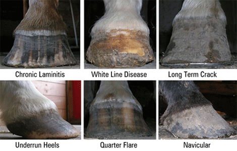 hoof trim