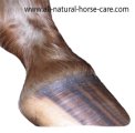 Hoof Trimming