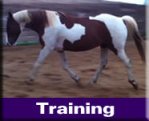 Natural Horse Training