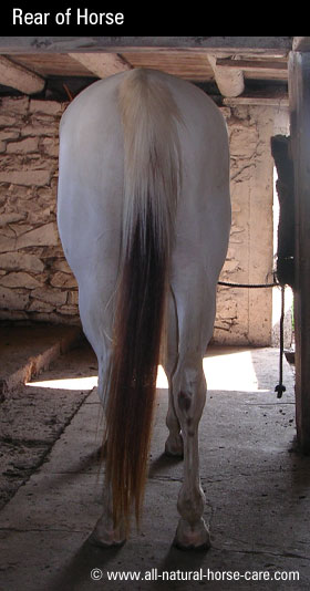 rear of horse