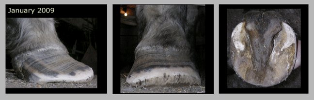 Missy - laminitis