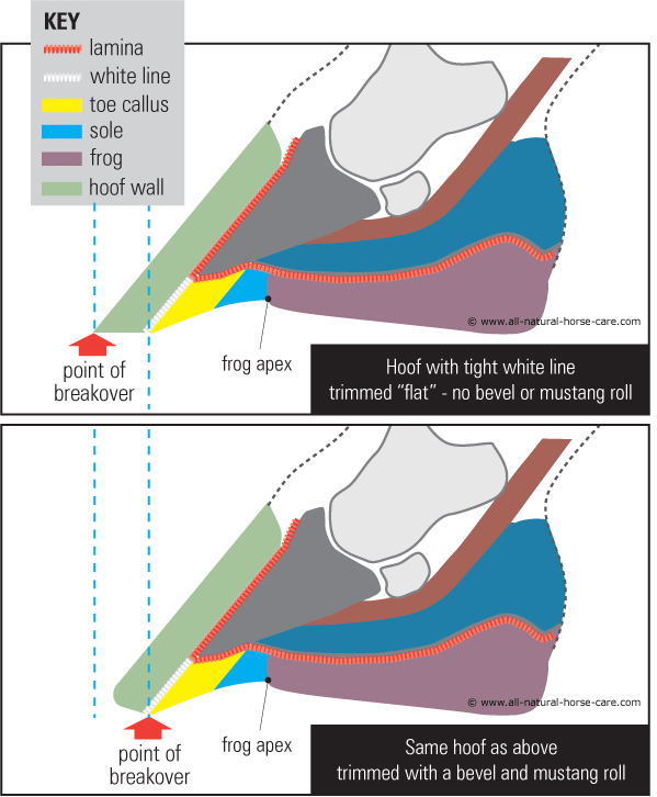 Hoof Trimming Clinics