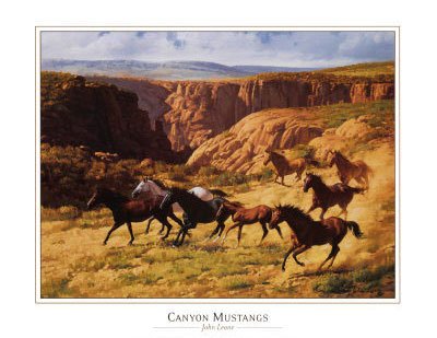 canyon-mustangs