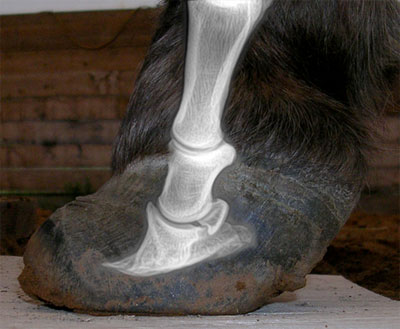 Laminitis Case Study - Mary