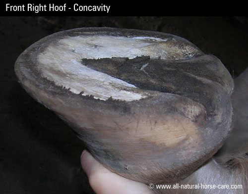 front left hoof concavity