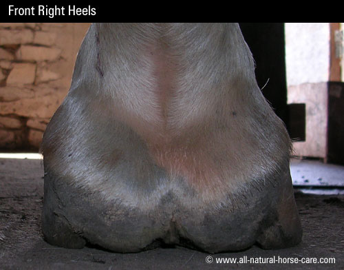 front left hoof heels