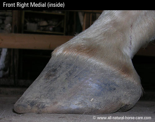 front left hoof medial