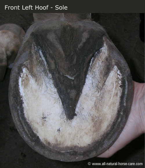 front left hoof sole