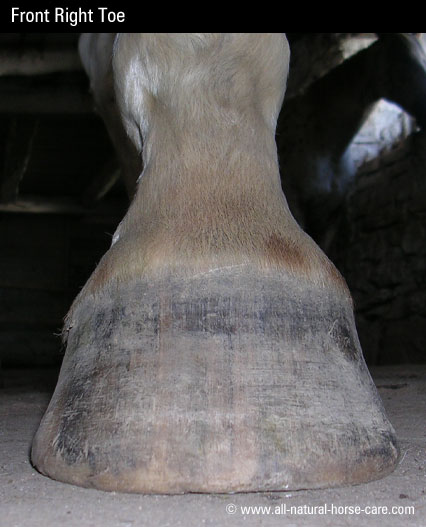 front left hoof toe