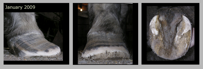 Missy - laminitis