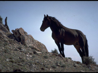 mustang-on-hill