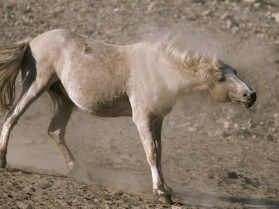 mustang-rolling