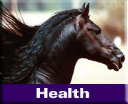 Natural Horse Health