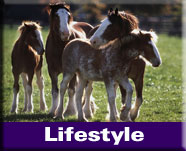 Natural Horse Lifestyle