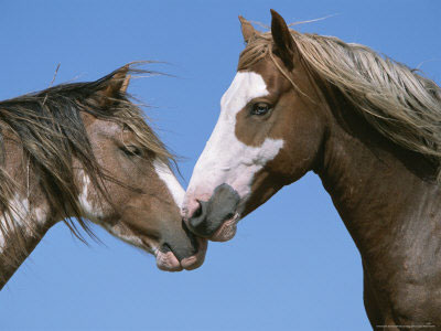 paint-mustangs