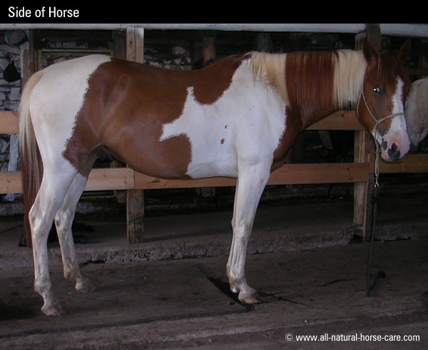 side of horse