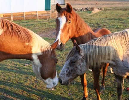 Sparky, Monty & Jasper