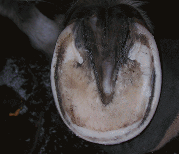 Trimming the rest of the hoof - mustang roll