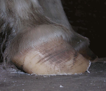 Trimming the rest of the hoof - lateral view