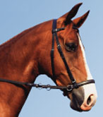 Dr Cook Bitless Bridle