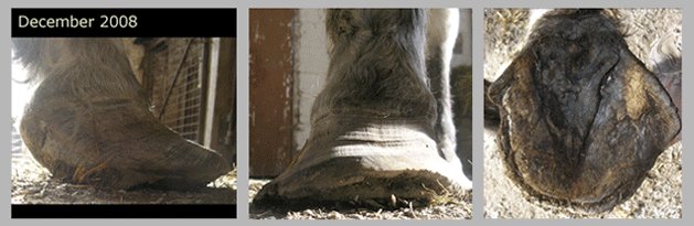 Missy - laminitis