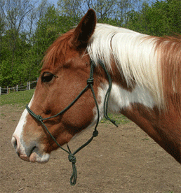 Rope halter