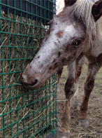 Healthy Horse Feeder