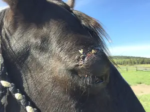onyx cut eye day 1a