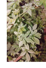 jiaogulan herb