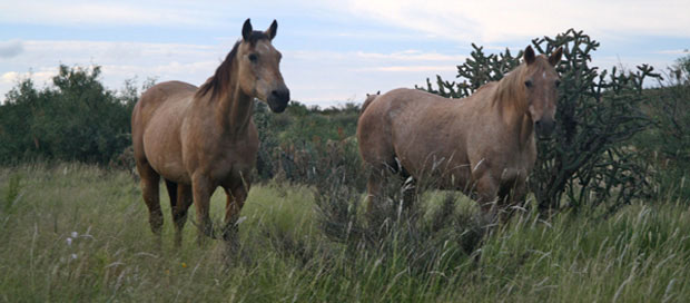 Natural Horse Retirement Program