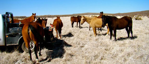 Natural Horse Retirement Program