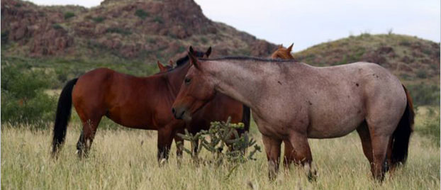 Natural Horse Retirement Program