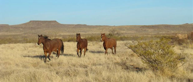 Natural Horse Retirement Program