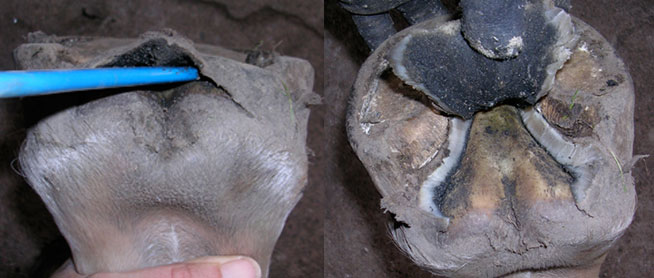 Sub solar horse hoof abscess