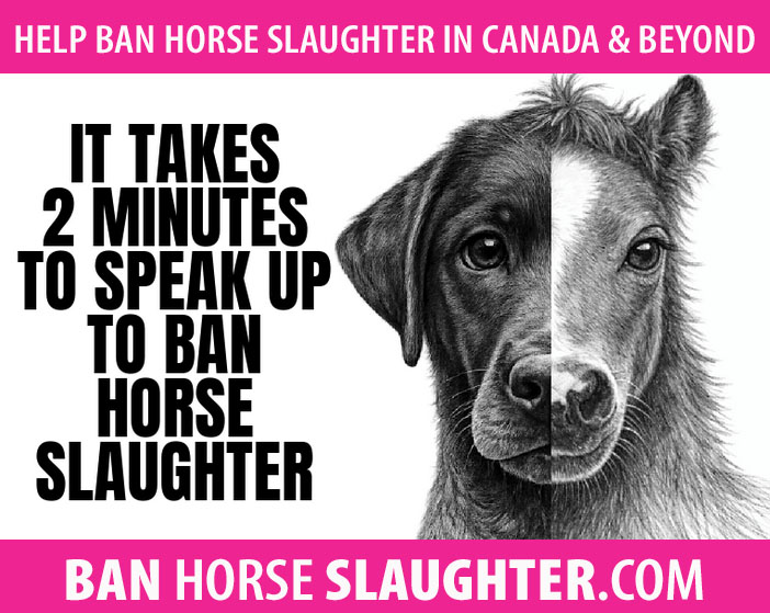 ban horse slaughter