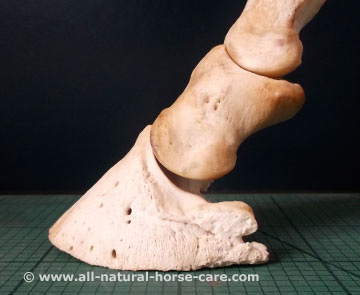 Coffin bone and P2 lateral view - horse hoof anatomy revealed via a dissection