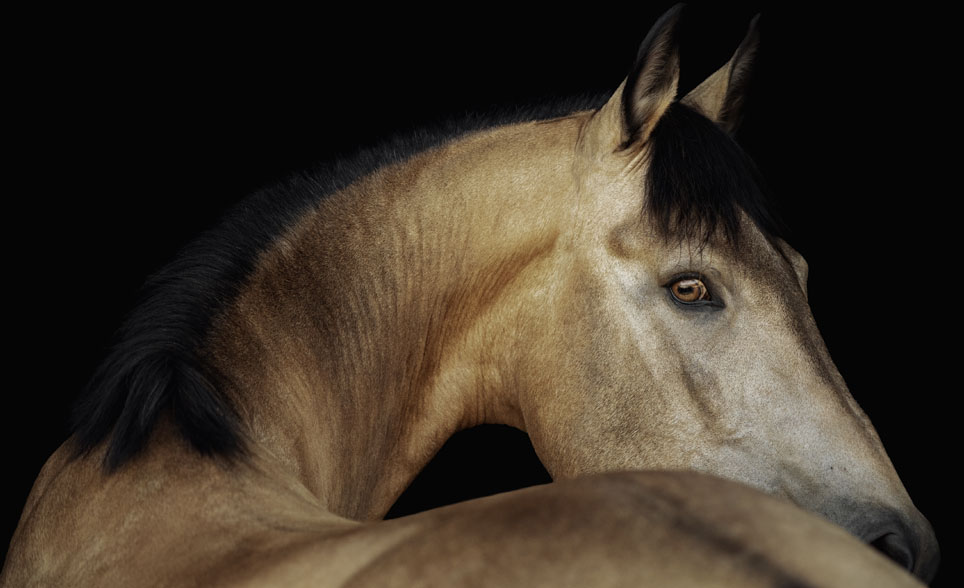 buckskin horse