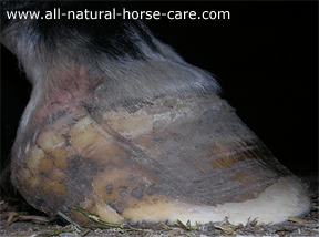 Horse Hoof Cracks - What causes them?