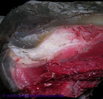 Digital cushion - horse hoof anatomy revealed via a dissection