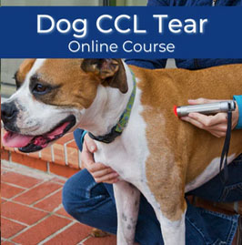 Canine CCL Tear Course PH